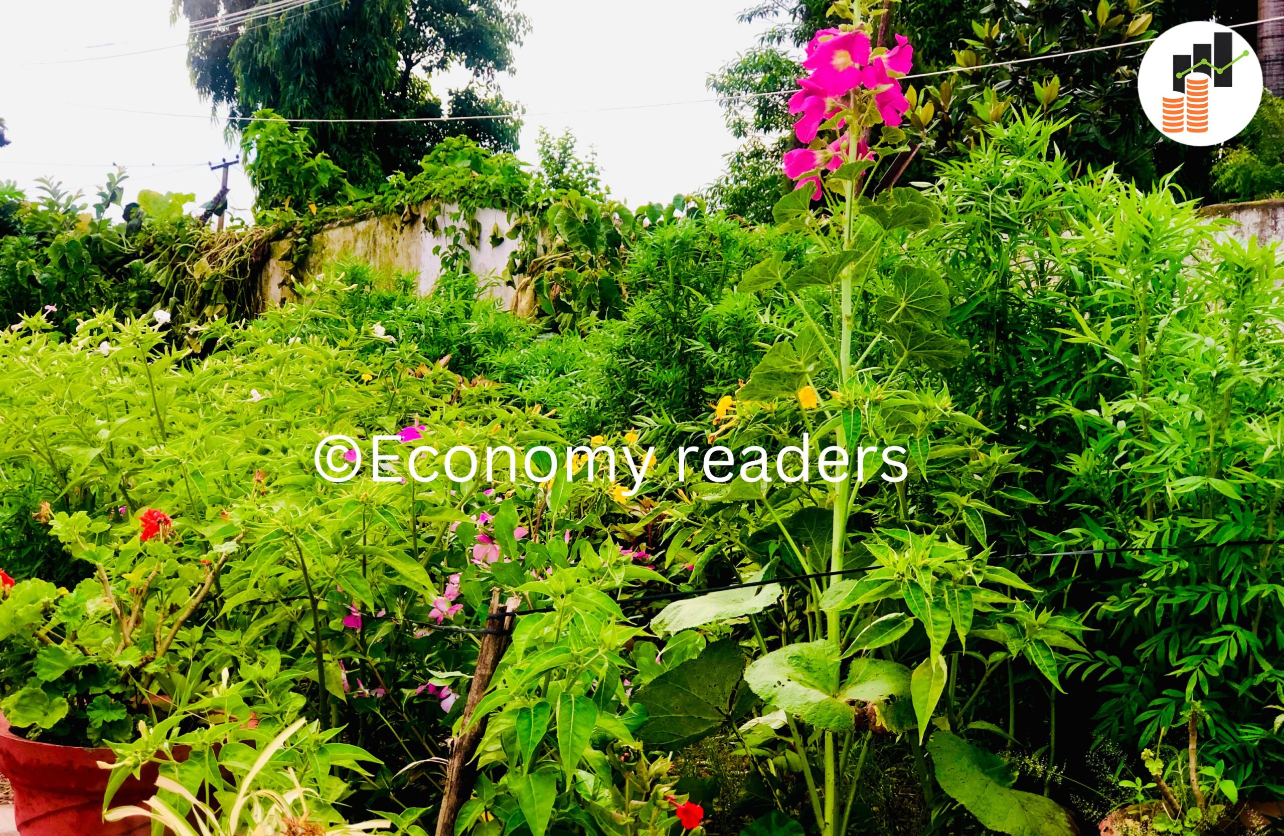 Flowers | फूलहरू