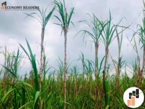 उखु बारी | Sugarcane Baari