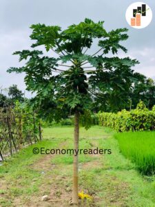 Papaya Tree | मेवा रूख