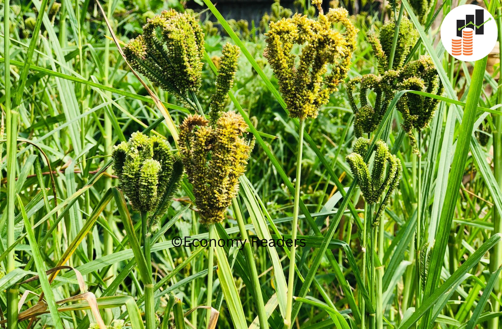 what are the fiber of millet?