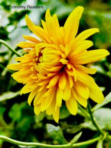 Types of flowers | Name | Photos