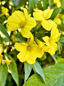 Golden Trumpet flowers