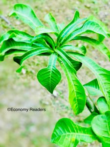 Plumeria Champa flower