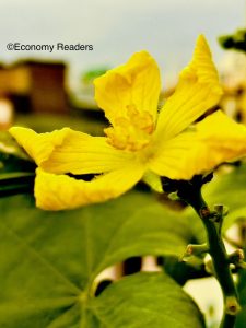 Sponge Gourd flower