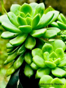 Succulent plant