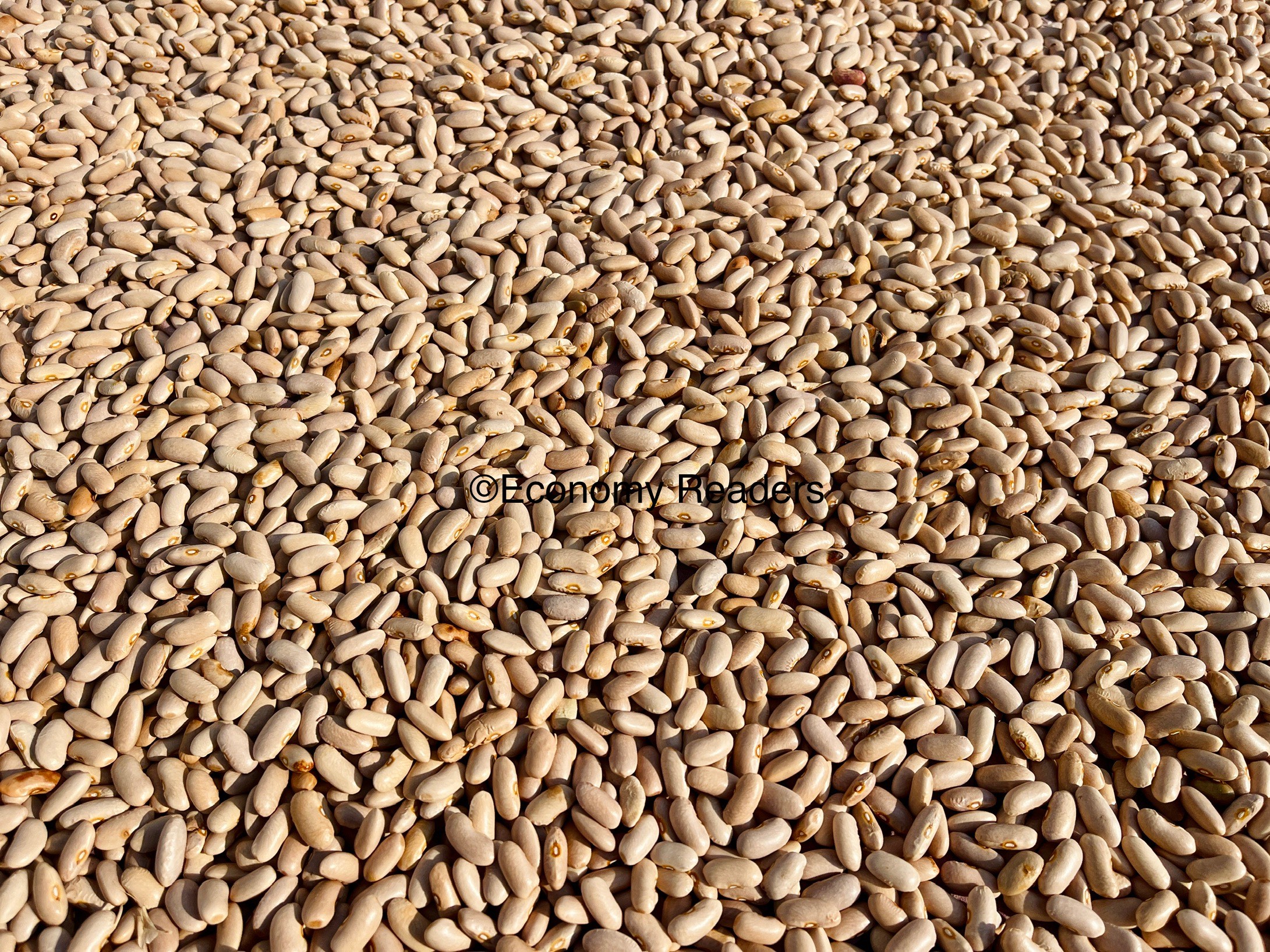 सिमी | गेडा गुडी | तरकारी